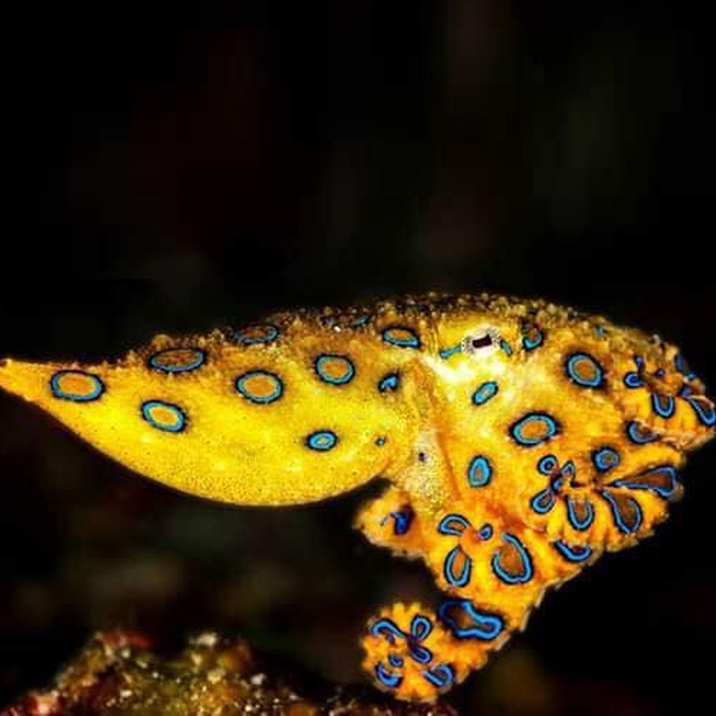 img-blue-ring-octopus