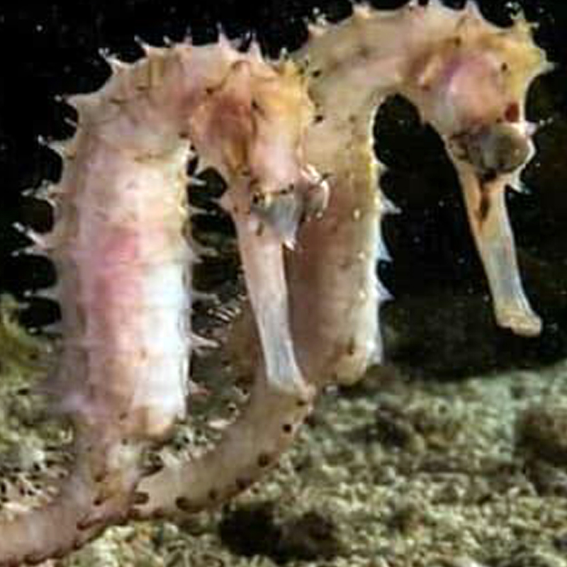 img-seahorse